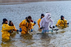 Polar Plunge